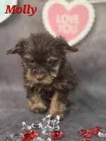 AKC Molly pending , a female Yorkshire Terrier for sale in Homerville, GA – Photo 8 of 10