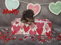 AKC Molly pending , a female Yorkshire Terrier for sale in Homerville, GA – Photo 2 of 10