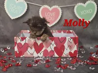 AKC Molly pending , a female Yorkshire Terrier for sale in Homerville, GA – Photo 1 of 10