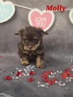 AKC Molly pending , a female Yorkshire Terrier for sale in Homerville, GA – Photo 7 of 10