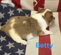 CKC Betty, a female Chihuahua for sale in Homerville, GA – 3 of 10