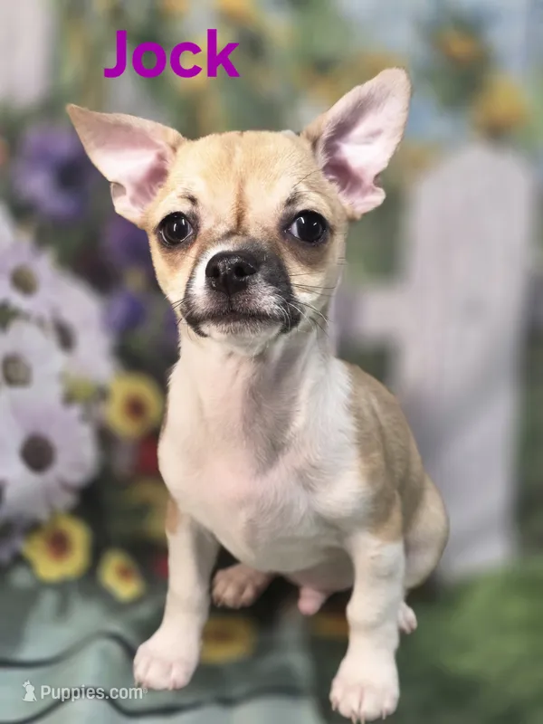 CKC Jock – Chihuahua puppy for sale in Homerville, GA