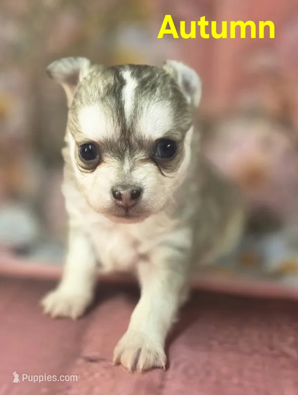 CKC Austin – Chihuahua puppy for sale in Homerville, GA