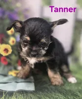 Tanner, a male Yorkshire Terrier and Chorkie for sale in Homerville, GA – 5 of 10