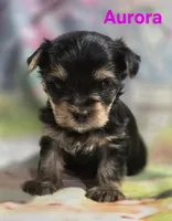 AKC Aurora, a female Yorkshire Terrier for sale in Homerville, GA – 10 of 10