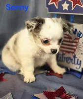 AKC Sonny, a male Chihuahua for sale in Homerville, GA – 10 of 10