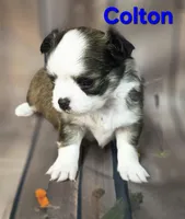 AKC Colton, a male Chihuahua for sale in Homerville, GA – 4 of 10