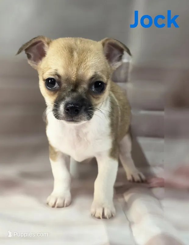 Akc Jock – Chihuahua puppy for sale in Homerville, GA