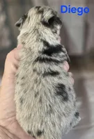 CKC Diego, a male Chihuahua for sale in Homerville, GA – 7 of 10