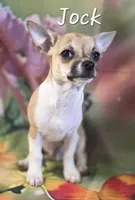 CKC Jock, a male Chihuahua for sale in Homerville, GA – 2 of 10