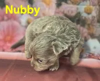 CKC Nubby, a male Chihuahua for sale in Homerville, GA – 4 of 10