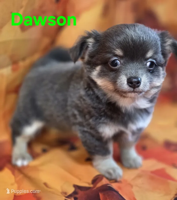 CKC Dawson – Chihuahua puppy for sale in Homerville, GA