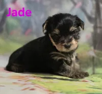 AKC Jade, a female Yorkshire Terrier for sale in Homerville, GA – 2 of 10