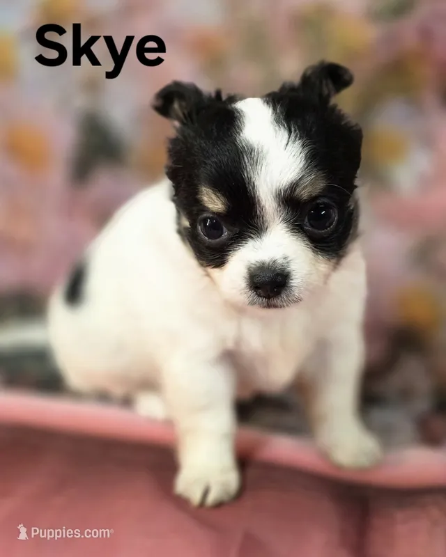 CKC Skye – Chihuahua puppy for sale in Homerville, GA