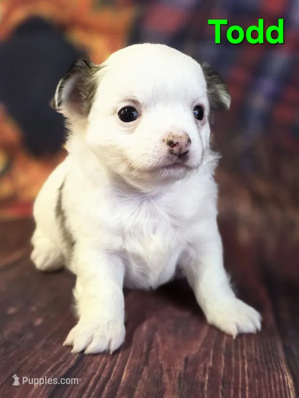 AKC Todd – Chihuahua puppy for sale in Homerville, GA