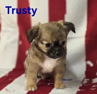 CKC Trusty, a male Chihuahua for sale in Homerville, GA – 2 of 10