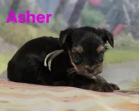 AKC Asher, a male Yorkshire Terrier for sale in Homerville, GA – 6 of 10