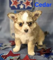 CKC Cedar, a male Chihuahua for sale in Homerville, GA – 5 of 10