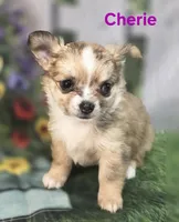 CKC Cherie , a female Chihuahua for sale in Homerville, GA – 3 of 10