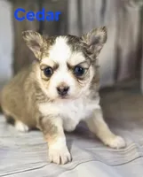 CKC Cedar, a male Chihuahua for sale in Homerville, GA – 5 of 10