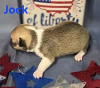 Akc Jock, a male Chihuahua for sale in Homerville, GA – 10 of 10