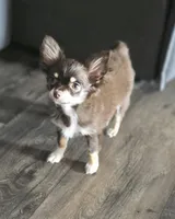 AKC Dallas pending, a female Chihuahua for sale in Homerville, GA – 3 of 9