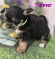 Tanner, a male Yorkshire Terrier and Chorkie for sale in Homerville, GA – 7 of 10