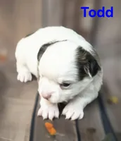 AKC Todd, a male Chihuahua for sale in Homerville, GA – 8 of 10