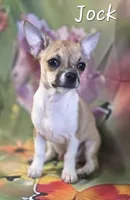 CKC Jock, a male Chihuahua for sale in Homerville, GA – 5 of 10