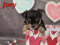 Joey, a male Yorkshire Terrier and Chorkie for sale in Homerville, GA – Photo 2 of 10