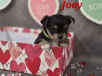 Joey, a male Yorkshire Terrier and Chorkie for sale in Homerville, GA – Photo 4 of 10