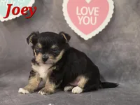 Joey, a male Yorkshire Terrier and Chorkie for sale in Homerville, GA – Photo 8 of 10