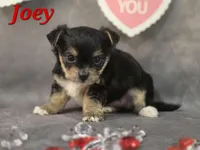 Joey, a male Yorkshire Terrier and Chorkie for sale in Homerville, GA – Photo 6 of 10