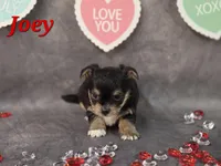 Joey, a male Yorkshire Terrier and Chorkie for sale in Homerville, GA – Photo 9 of 10