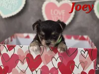 Joey, a male Yorkshire Terrier and Chorkie for sale in Homerville, GA – Photo 5 of 10