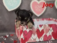 Joey, a male Yorkshire Terrier and Chorkie for sale in Homerville, GA – Photo 3 of 10