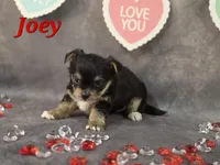 Joey, a male Yorkshire Terrier and Chorkie for sale in Homerville, GA – Photo 7 of 10