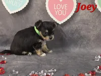 Joey, a male Yorkshire Terrier and Chorkie for sale in Homerville, GA – Photo 10 of 10