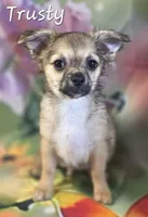 CKC Trusty, a male Chihuahua for sale in Homerville, GA – 3 of 10