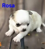 AKC Rosa, a female Chihuahua for sale in Homerville, GA – 7 of 10