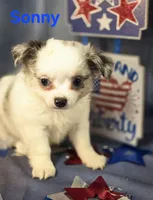 AKC Sonny, a male Chihuahua for sale in Homerville, GA – 4 of 10
