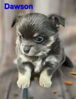 CKC Dawson, a male Chihuahua for sale in Homerville, GA – 9 of 9