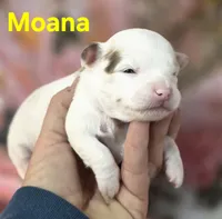CKC Moana, a female Chihuahua for sale in Homerville, GA – 2 of 10