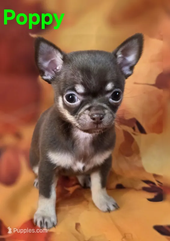 AKC Poppy – Chihuahua puppy for sale in Homerville, GA