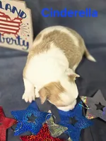 CKC Cinderella, a female Chihuahua for sale in Homerville, GA – 9 of 10
