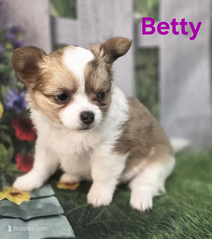 CKC Betty – Chihuahua puppy for sale in Homerville, GA