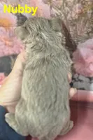 CKC Nubby, a male Chihuahua for sale in Homerville, GA – 5 of 10