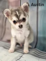 CKC Austin pending, a male Chihuahua for sale in Homerville, GA – 9 of 10