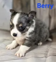 CKC Berry, a male Chihuahua for sale in Homerville, GA – 2 of 10