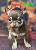 AKC Poppy, a female Chihuahua for sale in Homerville, GA – 8 of 10